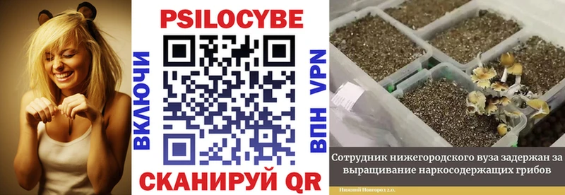 Галлюциногенные грибы Cubensis  Вышний Волочёк 